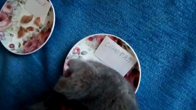 Сенегал Польша кот предсказатель смотреть онлайн