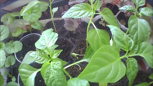 Оэдема на перце смотреть онлайн