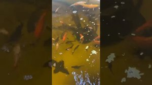 Рыбы для пруда. На зимовке в помещении. Карп кои,кометы,карась декоративный,осётр.