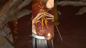 ⚡ На возврат долга.