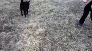 Бешеная собака против человека