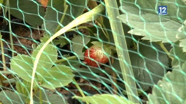 Дачные советы: чему нужно уделить внимание в первую очередь на приусадебном участке? смотреть онлайн