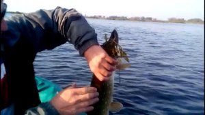 Fishing. Рыбалка осень 2014. Щука. "Валетники" Калининградская область.