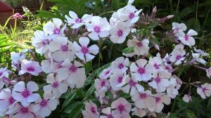 Флокс метельчатый Свизл  Phlox paniculata Swizzle - Автор: J.Verschoor 2007г.