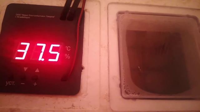 Мой режим инкубации куриных яиц/Инкубатор "Несушка" на 63 яйца. смотреть онлайн