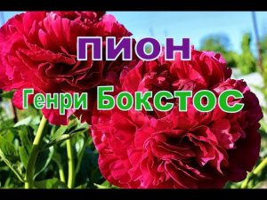 Пион Генри Бокстос