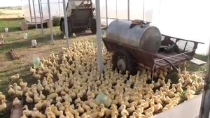 ГУСЕВОДСТВО.СУПЕР ПРАВИЛЬНАЯ ПОРОДА.