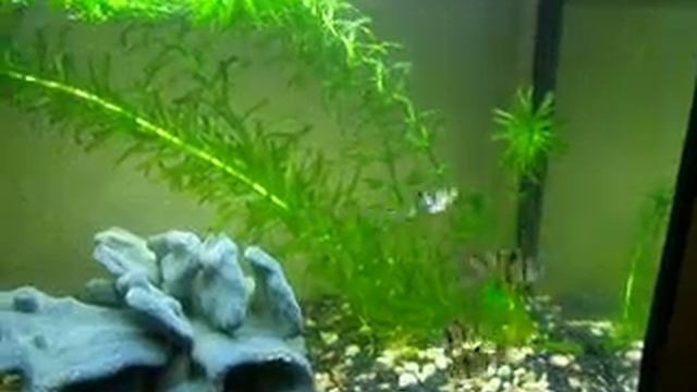 Барбус суматранский (5 штук, 25 литров) смотреть онлайн