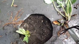 Ягодка земляника от а до я ( посадка с открытой корневой системой) 3 часть.