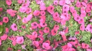 Pretty Pink Petunias.Doylestown Area Landscaping: orserlandscaping.com