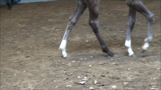 "Ivy" Indian Rock x Sarkozy Stutfohlen/filly born 04/19 (Docke-Dam-Line) смотреть онлайн