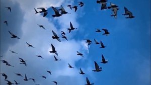 Футаж  Стая птиц