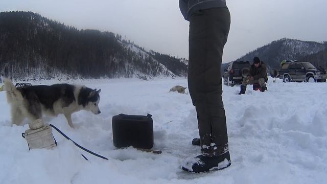23 февраля КВХ залив Бирюсинский! хаски, море, окунь и рыбалка смотреть онлайн