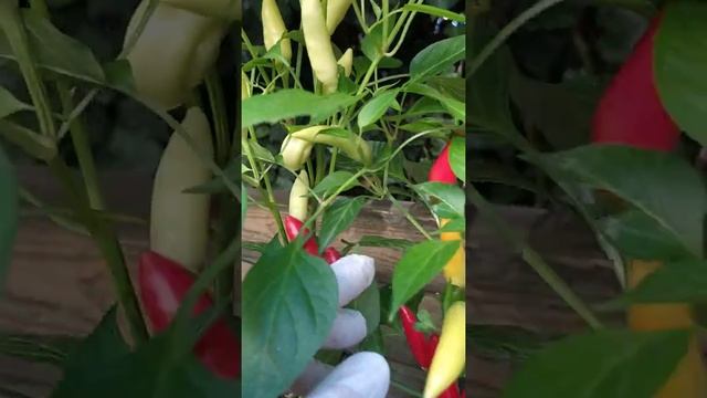 Purira, острый перец, C. frutescens. Сочный, вкусный. смотреть онлайн