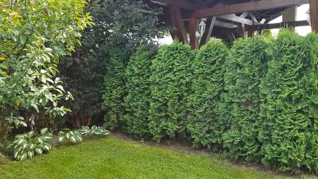 Что растёт ВОКРУГ БЕСЕДКИ: обзор с НАЗВАНИЕМ РАСТЕНИЙ. смотреть онлайн