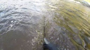 ШОКИРОВАН БЕСПРЕДЕЛОМ БРАКОНЬЕРОВ  НА СЕВЕРЕ