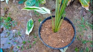 How to plant  Alpinia zerumbet plant....beautiful looks ofAlpinia zerumbet