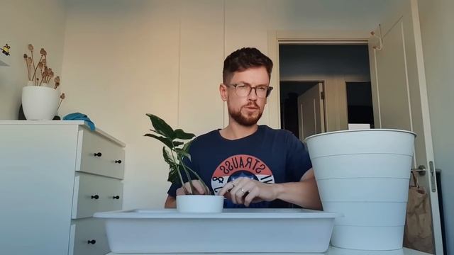 Пересадка новых сингониумов. Ароидным снова зеленый свет!?