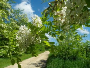 Я акация, я над кручею, разбор на гармони №-177 с цифрами