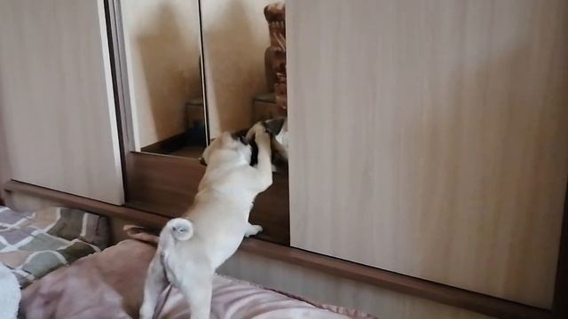 Мопсик увидел себя в зеркало. смотреть онлайн