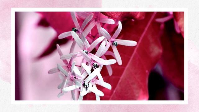 Mirra. Медитация благодарности. Благодарность Вселенной.