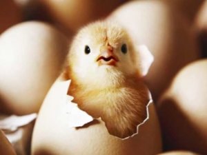 ВЫЛУПЛЕНИЕ ЦЫПЛЯТ ????