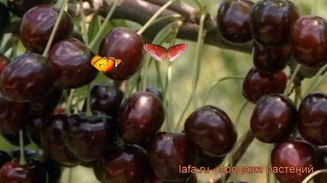 Черешня обыкновенная Ленинградская черная ? обзор: как сажать, саженцы черешни Ленинградская черная смотреть онлайн