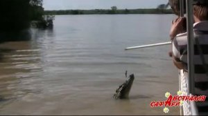 ловля крокодилов на удочку