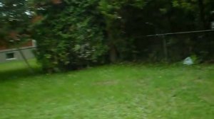 Замечательная Порода собак - Бостон-терьер