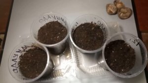 Ксантоцерас рябинолистный, Чекалкин орех. Посев семян | Xanthoceras Sorbifolium