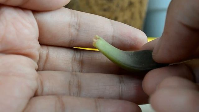 Succulents Propagation From Leaves смотреть онлайн