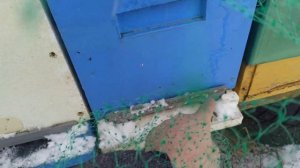 Ч.2./Зимовка пчел 2021.Защита от синичек. Клюют ли синички  ульи ППС и ППУ.