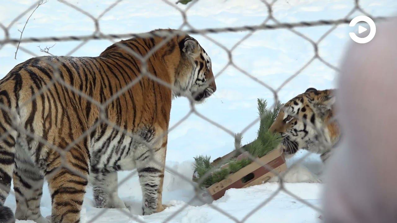 Зоопарк устраивал акцию. Пензенский зоопарк показательное кормление тигров 2022. Пензенский зоопарк зимой. Зоопарк устроили. Пензенский зоопарк показательное кормление тигров.