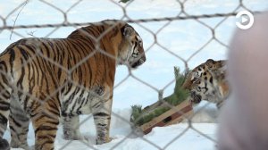 В Пензенском зоопарке устроили показательные кормления животных