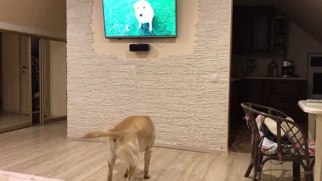 Реакция на Мисси  лабрадор Реймонд смотрит канал Labrador Missy