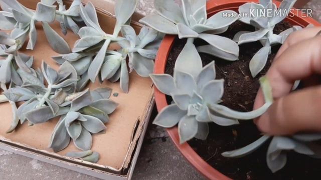 Mi JARDIN necesita mantenimiento 😳???? SIIIIII. No te pierdas este video смотреть онлайн