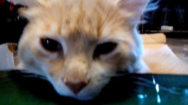 Садовый шланг смотреть онлайн