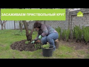 Засаживаем приствольный круг плодовых деревьев крупнокорневищной геранью