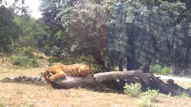 Тигры в зоопарке айтана смотреть онлайн