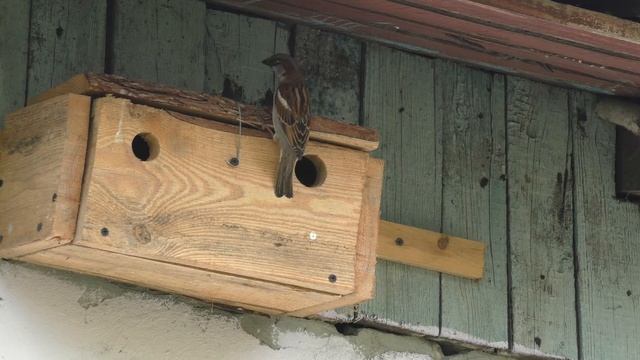 Воробей полевой 170506 1 под крышей дома 20170508Pa770 3 Воробей полевй залетел, а самец Домового п смотреть онлайн