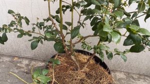 Сентябрь. Обрезка и обработка голубики.