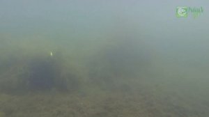 Обзор воблера Tsuyoki Wagner 95SP подводные съемки
