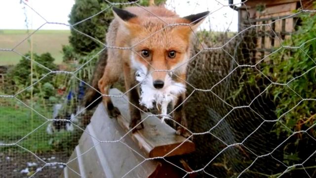 Собака подбежала к будке и начала испуганно лаять. Когда хозяин заглянул внутрь, не поверил глазам смотреть онлайн