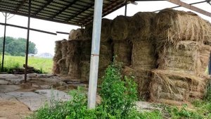 Укладка рулонов в сеновал и вес рулонов
