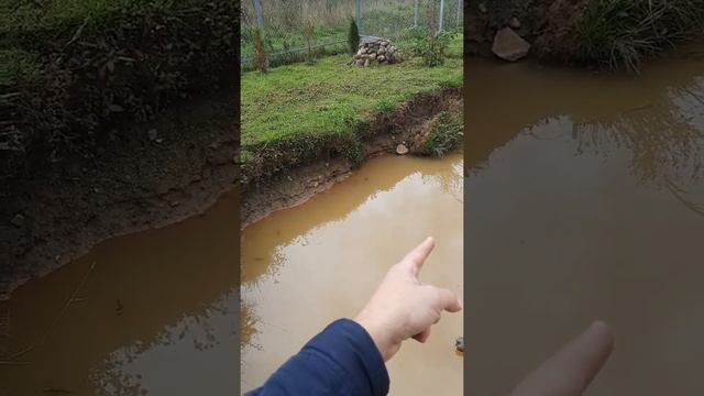 Выращивание карпа+белого Амура Формирования пруда часть1 смотреть онлайн