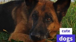 СОБАКА ПАЛЬМА...ТРОГАТЕЛЬНАЯ ИСТОРИЯ СОБАЧЬЕЙ ВЕРНОСТИ! ДО СЛЕЗ...