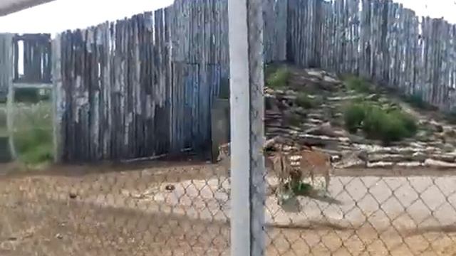 ЗООПАРК В РЯЖСКЕ. смотреть онлайн