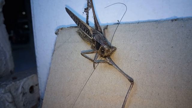 Саранча ест свою ногу, шок!!! смотреть онлайн