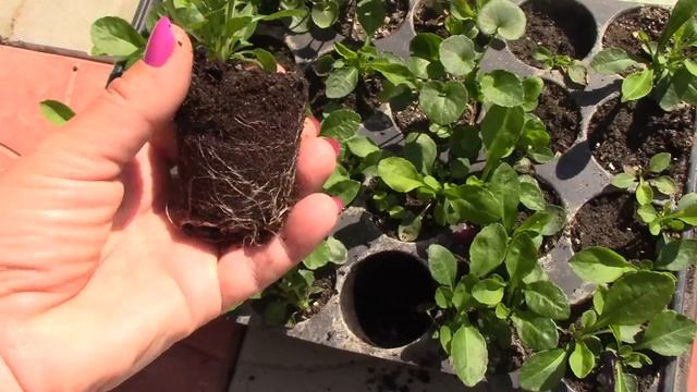 Выращивание колокольчика пирамидального из семян. mp4 смотреть онлайн