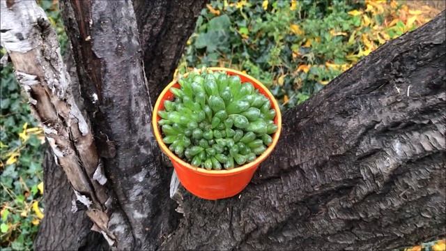 HAWORTHIA COOPERI VAR. TRUNCATA смотреть онлайн